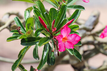 Single Blooming Desert Rose with Budding Flowers and Lush Green Leaves in Sunlight
