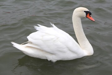 Obraz premium Elegant white swan gliding on the water