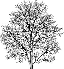 Obraz premium Silhouette of a tree