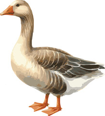 Vector watercolor painted illustration of a goose