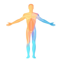 Anatomical Human Body Diagram in Warm and Cool Colors Showing Muscles Skeletal Structure and Internal Organs on a White Background