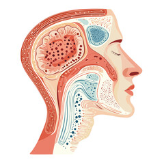 Fototapeta premium Anatomical Illustration of a Human Head with Nasal Cavity and Cross Section Graphic on a White Background for Medical and Scientific Use
