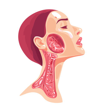 Anatomical Illustration of Head and Neck Showing Adenoid and Tonsil Location on Woman Isolated on White Background for Medical and Health Educational Purposes