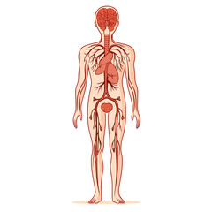 Anatomical Illustration of Human Circulatory System with Veins Arteries and Internal Organs on White Background