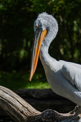 A Dalmatian Pelican in profile