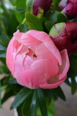 Beautiful pink peony flower blooming in a bouquet during spring season