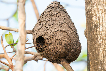 Asian yellow legged hornet nest hive in a tree, Vespa velutina, predatory wasp in India