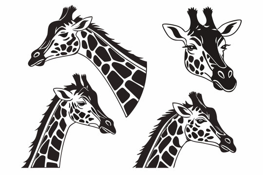 giraffe vector illustration