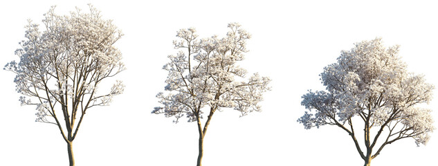 Set of Yulania denudata (Magnolia denudata, the lilytree, Yulan magnolia) blossoming trees frontal isolated png on a transparent background perfectly cutout © Viktoria