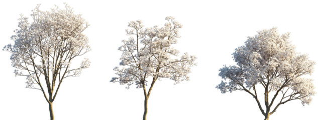 Set of Yulania denudata (Magnolia denudata, the lilytree, Yulan magnolia) blossoming trees frontal isolated png on a transparent background perfectly cutout
