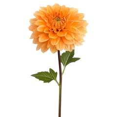 Beautiful orange dahlia flower displayed on clean transparency background, showcasing its vibrant petals and green leaves