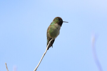Female Ruby-throated Hummingbird (archilochus colubris) perched on a branch