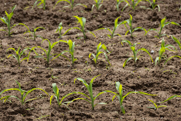 Young corn shoots growing with brown sticky soil field after rain
