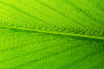 Green macro leaves,Texture of a green leaf as background
