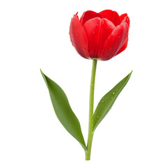 Vibrant red tulip with droplets of water displayed clean transparency background, showcasing its natural beauty and freshness