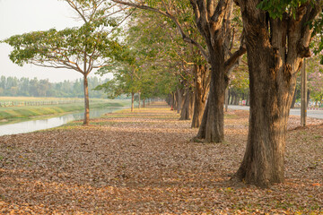 Pink Tecoma, Pink Trumpet Tree path in autumn park