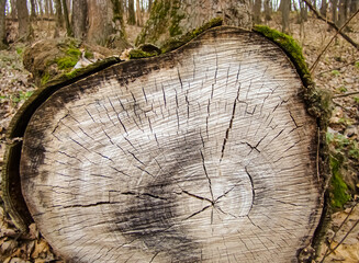 A cross-section of an old tree trunk in an autumn forest.