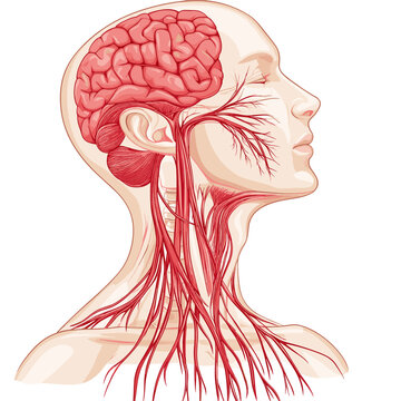 Anatomical Illustration of the Human Brain and Nervous System with Red Nerves Detailed Medical Diagram on White Background
