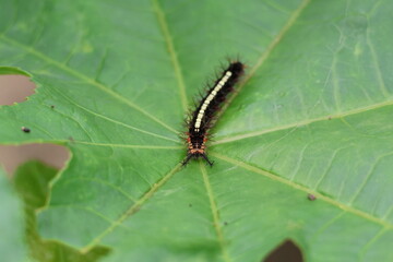 Close-up macro of a wild butterfly, moth, or caterpillar on a vibrant green leaf, showcasing the intricate insect in its natural summer habitat