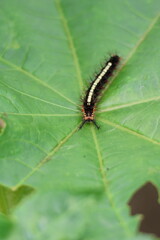 Close-up macro of a wild butterfly, moth, or caterpillar on a vibrant green leaf, showcasing the intricate insect in its natural summer habitat