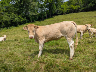Animais bovinos num verde pasto numa montanha ladeada por floresta num dia primaveril