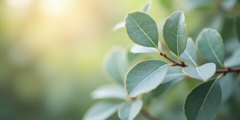 A close-up defocused image of eucalyptus leaves