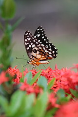 A beautiful monarch butterfly with orange and black wings rests on a colorful summer flower in a garden in Luang Prabang, Laos