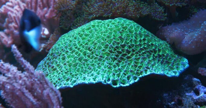Fishes swim near underwater plants and green brain coral - colony consisting of large number of small polyps whose intestinal cavities are connected to each other through system of canals