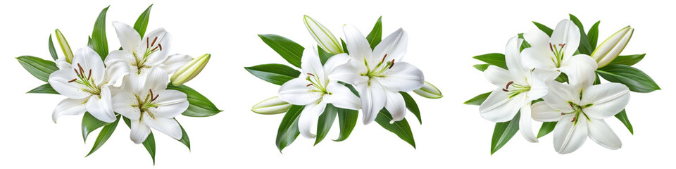 Fototapeta premium PNG Elegant white lily arrangement, element set on transparent background