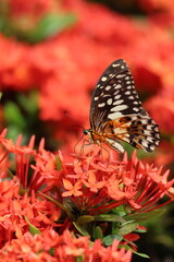 A beautiful monarch butterfly with orange and black wings rests on a colorful summer flower in a garden in Luang Prabang, Laos
