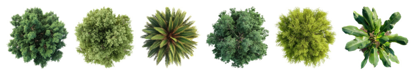 Obraz premium PNG Top view green plant collection, element set on transparent background