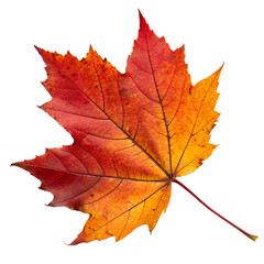 Fototapeta premium autumn maple leaf