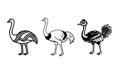 Vector illustration of a wild ostrich, a large bird from nature.
