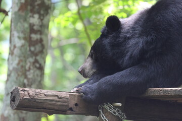 Obraz premium Cute black bear in the wild forest, a furry mammal predator, enjoying nature