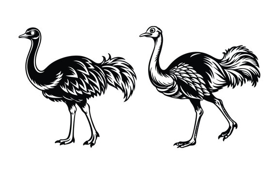 A cute cartoon ostrich vector illustration, an isolated wild bird animal with a beak on white