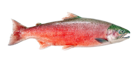 Vibrant Red Sockeye Salmon A Detailed Close-up Photo