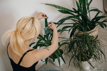 Woman cleaning houseplant leaves with microfiber cloth