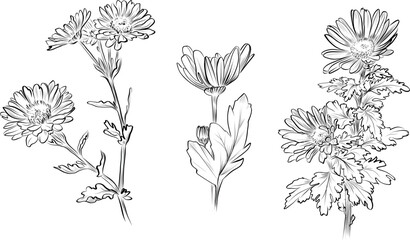 Three chrysanthemums composition vector