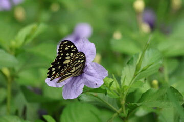 A beautiful monarch butterfly with orange and black wings rests on a colorful summer flower in a garden in Luang Prabang, Laos