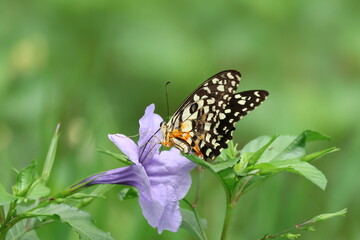A beautiful monarch butterfly with orange and black wings rests on a colorful summer flower in a garden in Luang Prabang, Laos