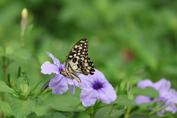 A beautiful monarch butterfly with orange and black wings rests on a colorful summer flower in a garden in Luang Prabang, Laos