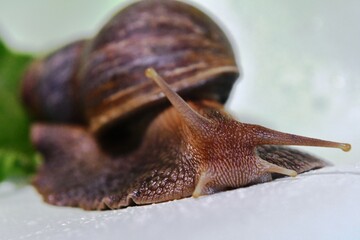 snail on a leaf