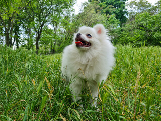 Fluffy white dog with open mouth stands in lush green grass with trees in the background on a bright day. The dog seems happy and alert amidst the natural scenery