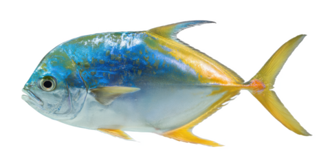 Vibrant Blue and Gold Fish A Stunning Underwater Creature