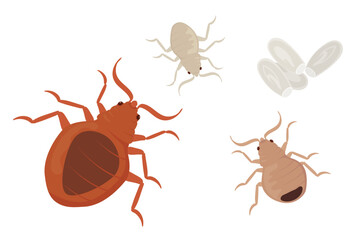 Bed Bugs Life Cycle Stages from Nymph to Adult with Eggs
