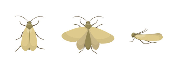 Webbing clothes moth or tineola bisselliella flying and resting poses