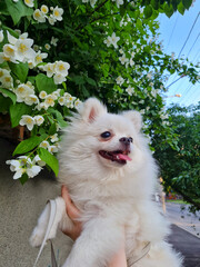 Fluffy white dog being held under blooming flowers with green leaves, clear sky, and power lines above. The dog looks cheerful, with tongue out and eyes bright, lovingly supported by hands