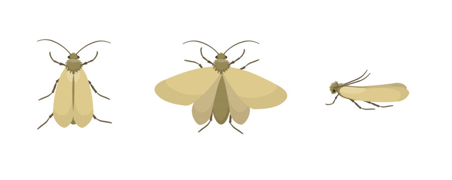 Webbing clothes moth or tineola bisselliella flying and resting poses