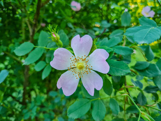 Pink wildflower with delicate petals and a bright yellow center surrounded by lush green leaves. A blurred background hints at more foliage and subtle sunlight filtering through
