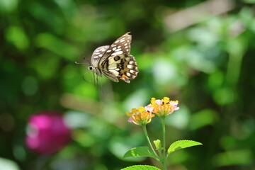 A beautiful monarch butterfly with orange and black wings rests on a colorful summer flower in a garden in Luang Prabang, Laos